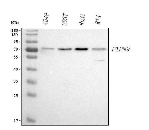 Anti-PTPN9 Antibody Picoband® Boster Bio