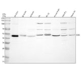 Anti-SHD Antibody Picoband® Boster Bio