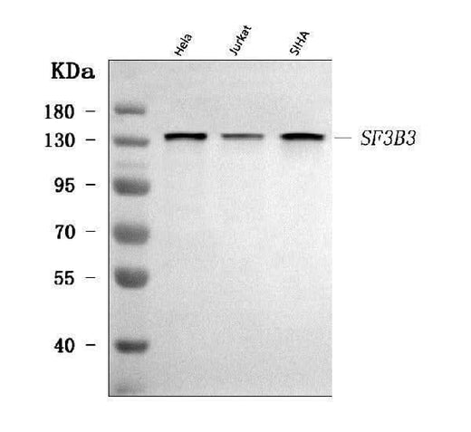 Anti-SF3B3 Antibody Picoband® Boster Bio