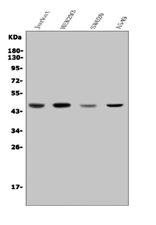 Anti-CDC123 Antibody Picoband® Boster Bio