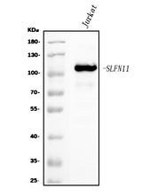Anti-SLFN11 Antibody Picoband® Boster Bio