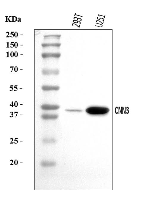 Anti-Calponin 3/CNN3 Antibody Picoband® Boster Bio