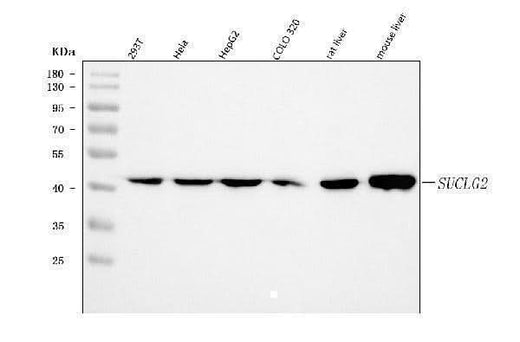 Anti-SUCLG2 Antibody Picoband® Boster Bio