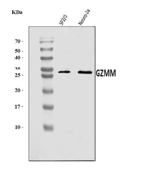 Anti-Granzyme M/GZMM Antibody Picoband® Boster Bio