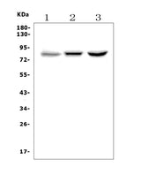 Anti-CLLD8/SETDB2 Picoband® Antibody Boster Bio