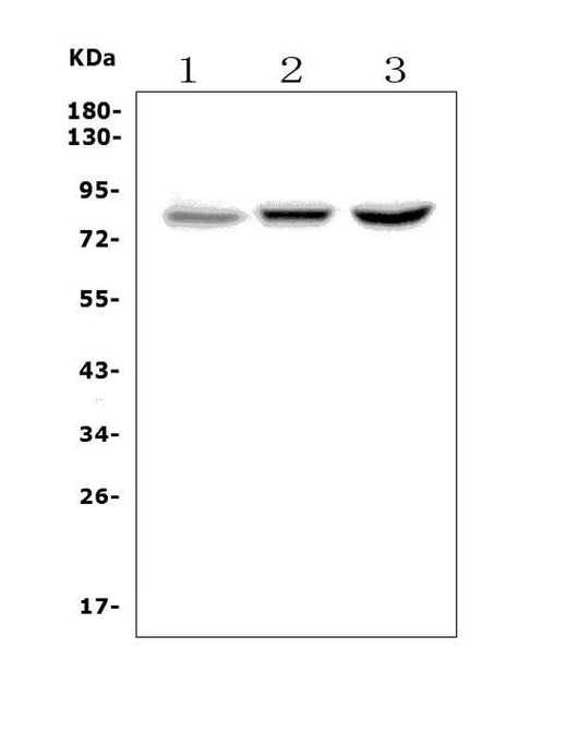 Anti-CLLD8/SETDB2 Picoband® Antibody Boster Bio