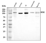 Anti-CLLD8/Setdb2 Antibody Picoband® Boster Bio