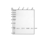 Anti-SLIRP Antibody Picoband® Boster Bio