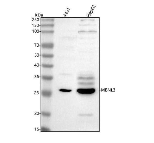 Anti-MBNL3 Antibody Picoband® Boster Bio