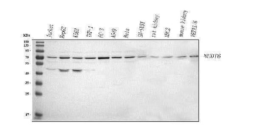 Anti-NUDT6 Antibody Picoband® Boster Bio