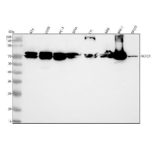 Anti-NETO1 Antibody Picoband® Boster Bio