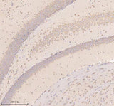 Anti-Neuronatin/NNAT Antibody Boster Bio