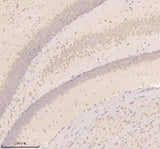 Anti-Neuronatin/NNAT Antibody Boster Bio