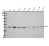 Anti-CAMLG Antibody Picoband® Boster Bio
