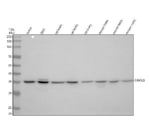 Anti-CAMLG Antibody Picoband® Boster Bio