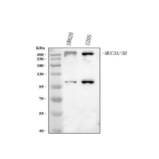 Anti-MUC3A/B Antibody Picoband® Boster Bio