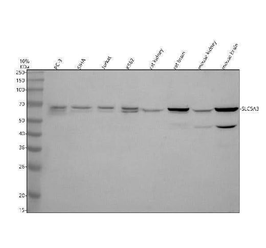 Anti-SLC5A3 Antibody Picoband® Boster Bio