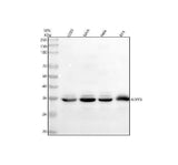 Anti-ARPIN Antibody Picoband® Boster Bio