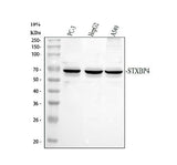 Anti-Synip/STXBP4 Antibody Picoband® Boster Bio
