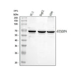 Anti-Synip/STXBP4 Antibody Picoband® Boster Bio