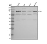 Anti-GPLD1 Antibody Picoband® Boster Bio