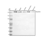 Anti-GARNL1/RALGAPA1 Antibody Picoband® Boster Bio