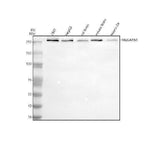 Anti-GARNL1/RALGAPA1 Antibody Picoband® Boster Bio