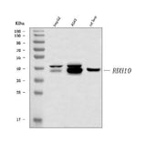 Anti-RDH10 Antibody Picoband® Boster Bio