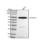 Anti-ADAM2 Antibody Picoband® Boster Bio