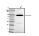 Anti-ADAM2 Antibody Picoband® Boster Bio