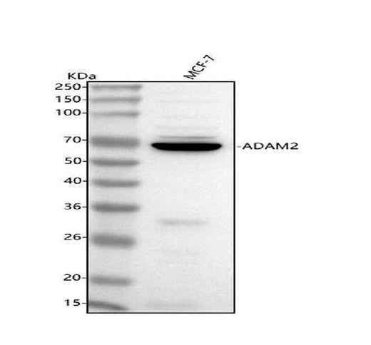 Anti-ADAM2 Antibody Picoband® Boster Bio