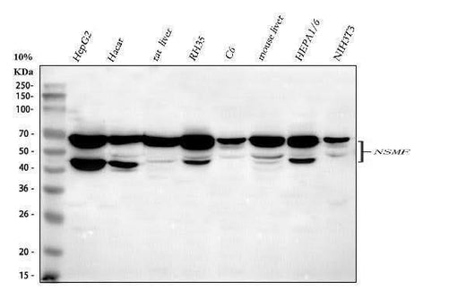 Anti-NELF/NSMF Antibody Picoband® Boster Bio