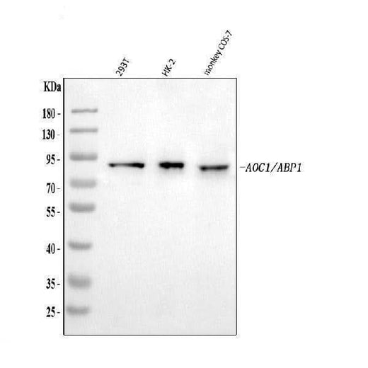 Anti-ABP1/AOC1 Antibody Picoband® Boster Bio