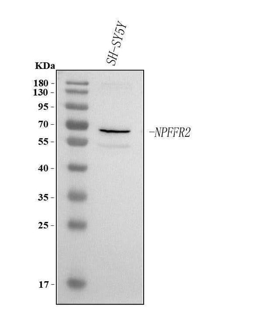 Anti-NPFFR2 Antibody Picoband® Boster Bio