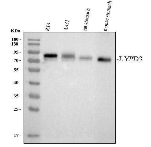 Anti-LYPD3 Antibody Picoband® Boster Bio