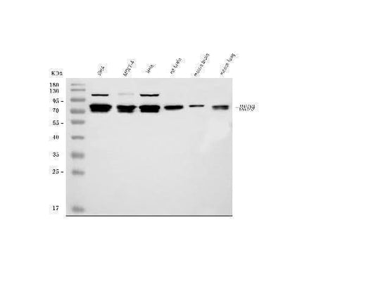Anti-BRD9 Antibody Picoband® Boster Bio