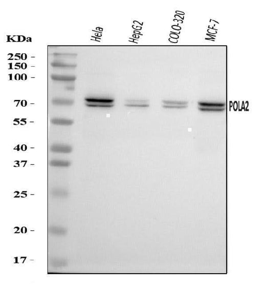 Anti-POLA2 Antibody Picoband® Boster Bio