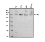 Anti-LMTK3 Antibody Picoband® Boster Bio