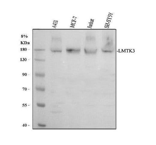 Anti-LMTK3 Antibody Picoband® Boster Bio