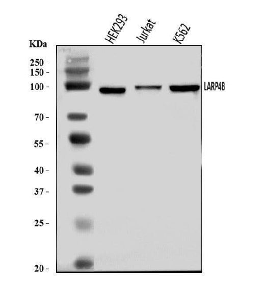 Anti-LARP4B Antibody Picoband® Boster Bio