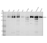 Anti-DDX46 Antibody Picoband® Boster Bio