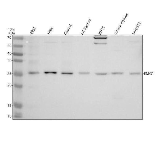 Anti-DNASE1L3 Antibody Picoband® Boster Bio