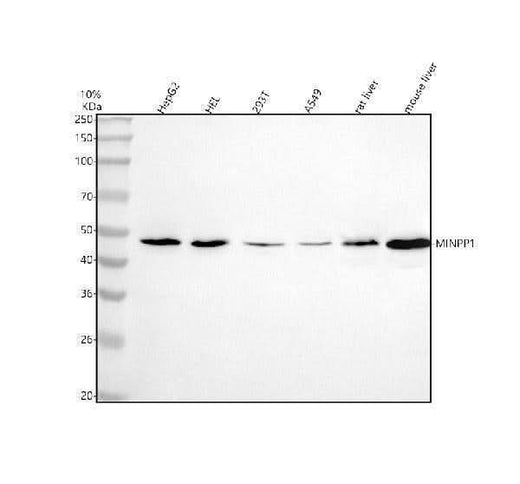 Anti-MINPP1 Antibody Picoband® Boster Bio