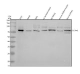 Anti-NHE8/SLC9A8 Antibody Picoband® Boster Bio