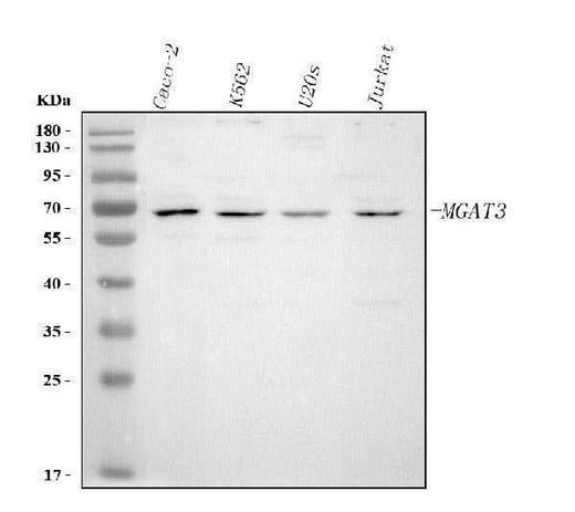 Anti-MGAT3 Antibody Picoband® Boster Bio