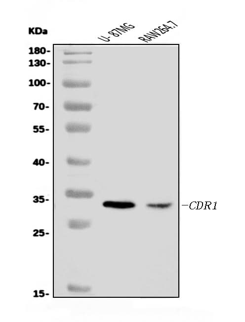 Anti-CDR1 Antibody Picoband® Boster Bio