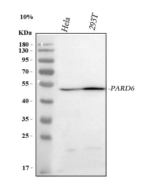 Anti-PARD6B Antibody Picoband® Boster Bio