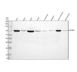 Anti-MCMBP Antibody Picoband® Boster Bio