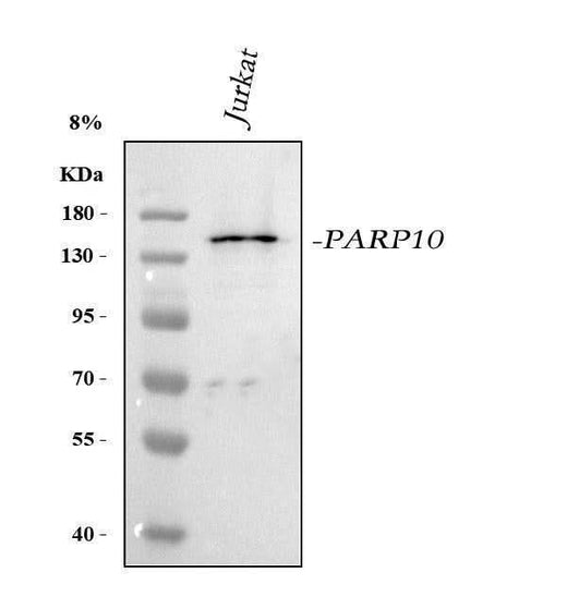 Anti-PARP10 Antibody Picoband® Boster Bio