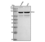 Anti-RFX4 Antibody Picoband® Boster Bio